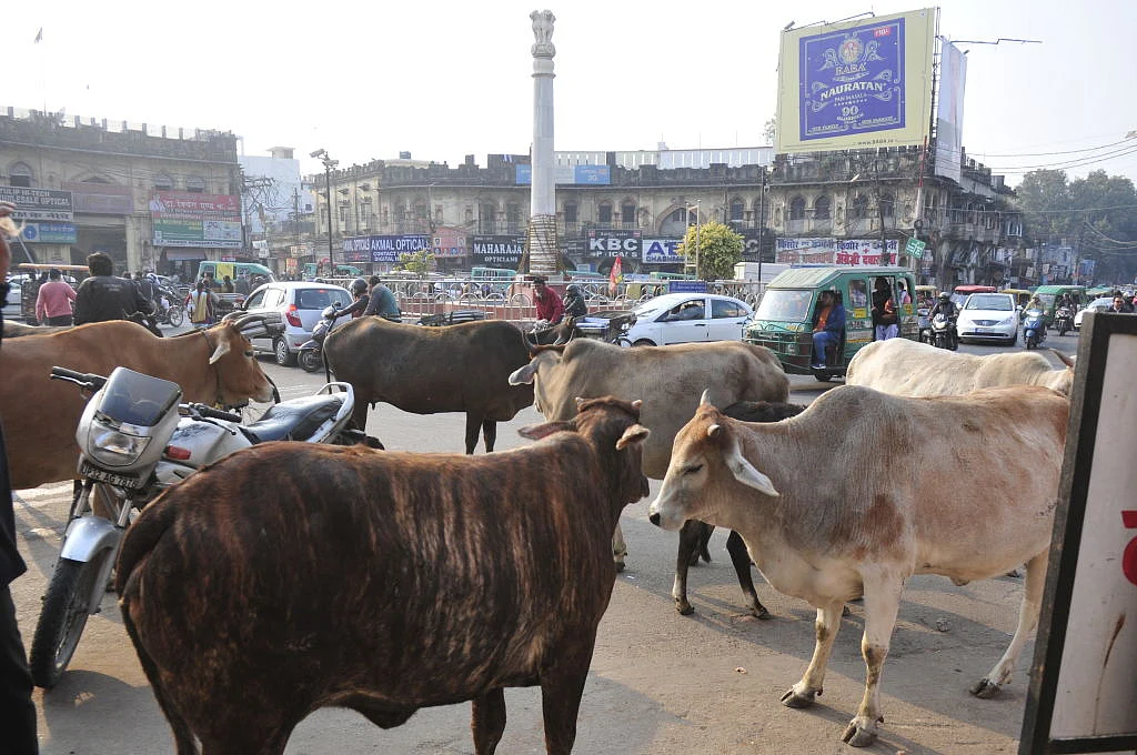 पीएम का वादा, और योगी सरकार के 100 दिन, लेकिन छुट्टा पशुओं से अब तक नहीं मिली है कोई राहत