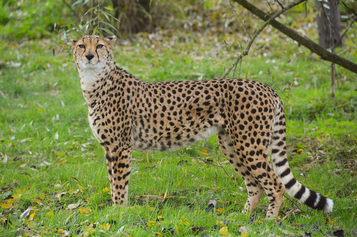 गैर-कानूनी तरीके से अफ्रीकी चीतों को भारत में बसाने की है योजना, लेकिन सरकार के लिए सब माफ 