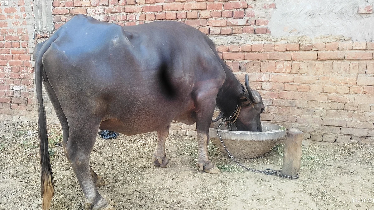 फोटो: आस मोहम्मद