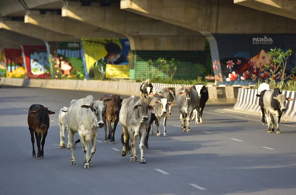 आवारा पशुओं पर नियंत्रण के बिना लंपी बीमारी पर लगाम लगाना मुमकिन नहीं