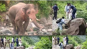 उत्तराखंड: पूर्व सीएम त्रिवेंद्र सिंह रावत की गाड़ी के आगे आया हाथी, ऐसे बचाई जान