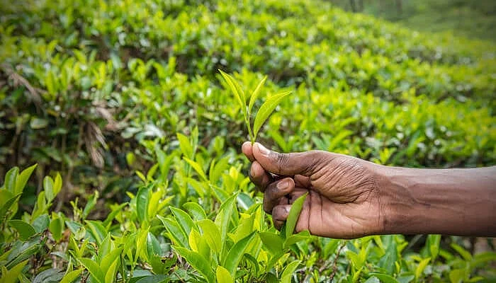 चाय बागानों के रिकॉर्ड मौसम विज्ञानियों के लिए भी बड़े काम की चीज, 90 साल के दौरान होने वाली बारिश का खाका