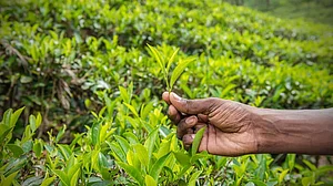 चाय बागानों के रिकॉर्ड मौसम विज्ञानियों के लिए भी बड़े काम की चीज, 90 साल के दौरान होने वाली बारिश का खाका
