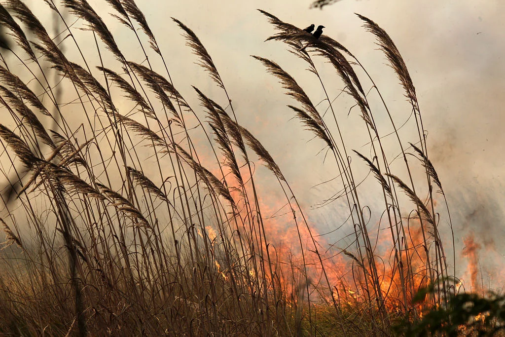 हवा में घुलता जहर: क्या पराली से छुटकारा पाने का है कोई उपाय, क्या कहते हैं किसान और विशेषज्ञ