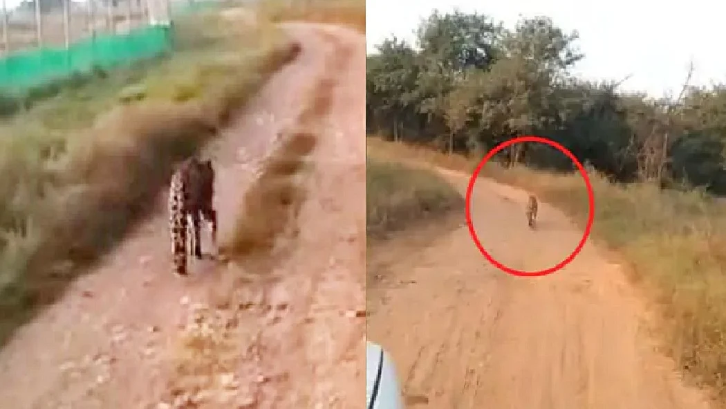 फोटो: सोशल मीडिया   