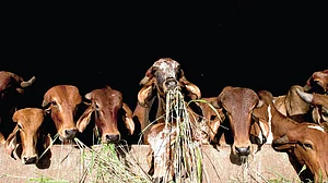 उत्तर प्रदेश: शर्तिया बछिया पैदा करने की योजना फ्लॉप, अब कृत्रिम गर्भाधान से दूध की गंगा बहाने का ढिंढोरा