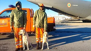 भूकंप से तबाही के बीच तुर्की में 'देवदूत' बनकर पहुंचे ये चार कुत्ते! NDRF की टीम के साथ मिलकर ऐसे बचा रहे हैं लोगों की जान