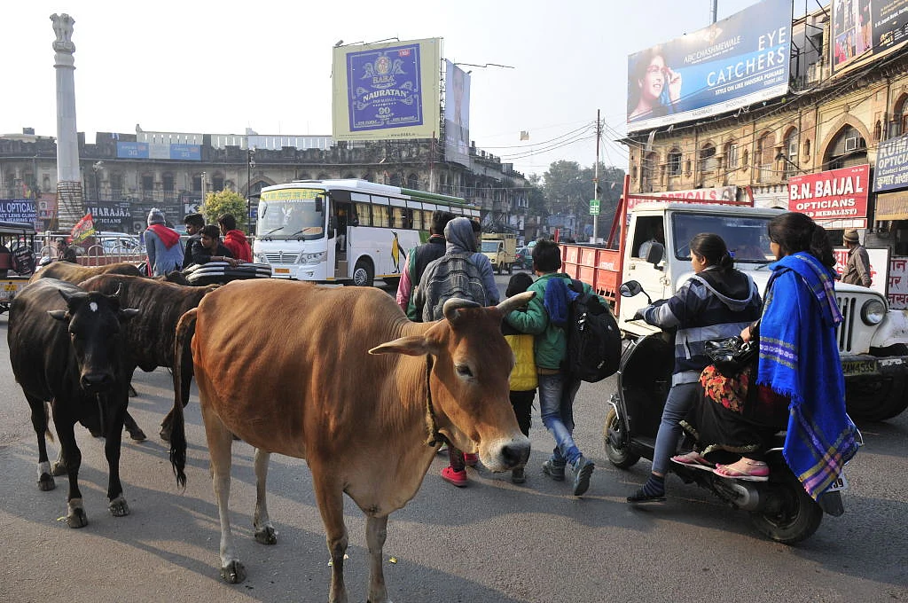 एक साल हो गया पीएम मोदी के वादे को, लेकिन आवारा पशुओं से अभी तक हलकान हैं लोग