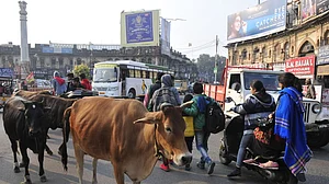 एक साल हो गया पीएम मोदी के वादे को, लेकिन आवारा पशुओं से अभी तक हलकान हैं लोग