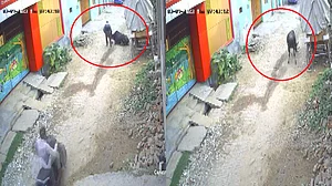 UP: योगीराज में आवारा जानवरों का आतंक जारी, अलीगढ़ में ढाई साल के मासूम को सांड ने रौंदा, PM मोदी के वादे का क्या हुआ?