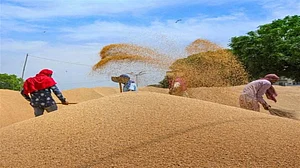 यूपी के किसान ध्यान दें, बारिश से खराब हो गई है गेहूं की फसल तो परेशान न हों! सरकार ने दिया खास निर्देश