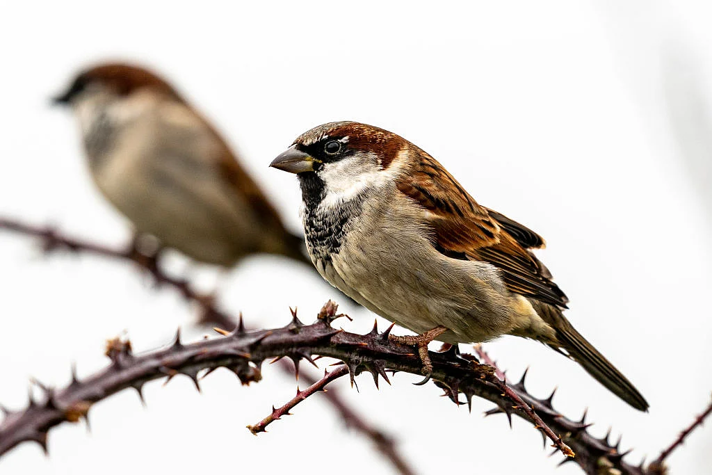 विश्व गौरैया दिवस: ओ री गौरैया…नन्ही सी चिड़िया..मेरे घर भी आ जाना रे 