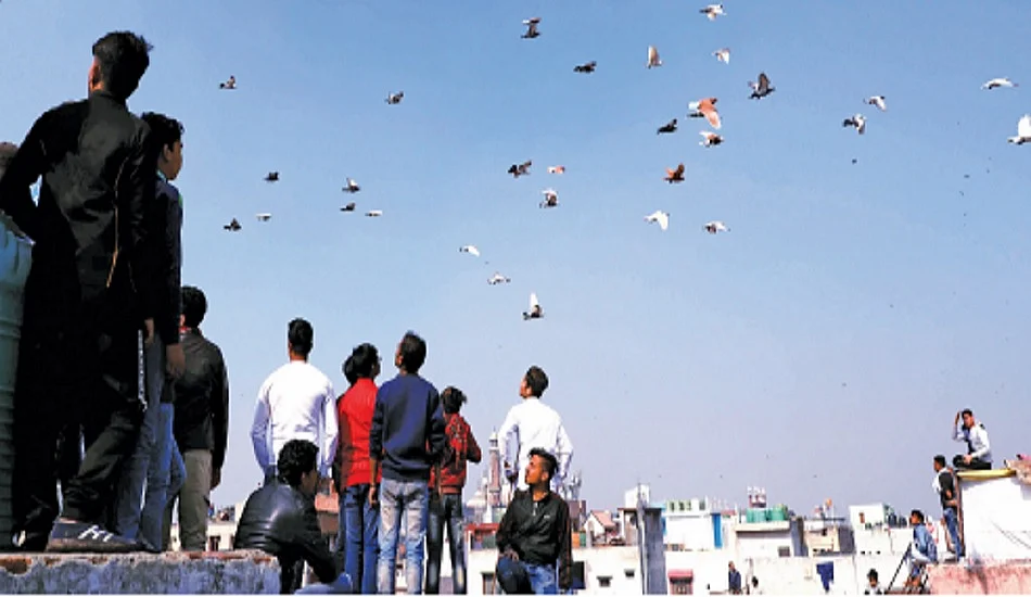 ऑल दैट ब्रीद्सः दिल्ली के दो भाइयों का जुनून, जो बन गया सह-अस्तित्व और बंधुत्व का संदेश