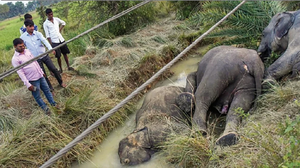 फोटोः सोशल मीडिया