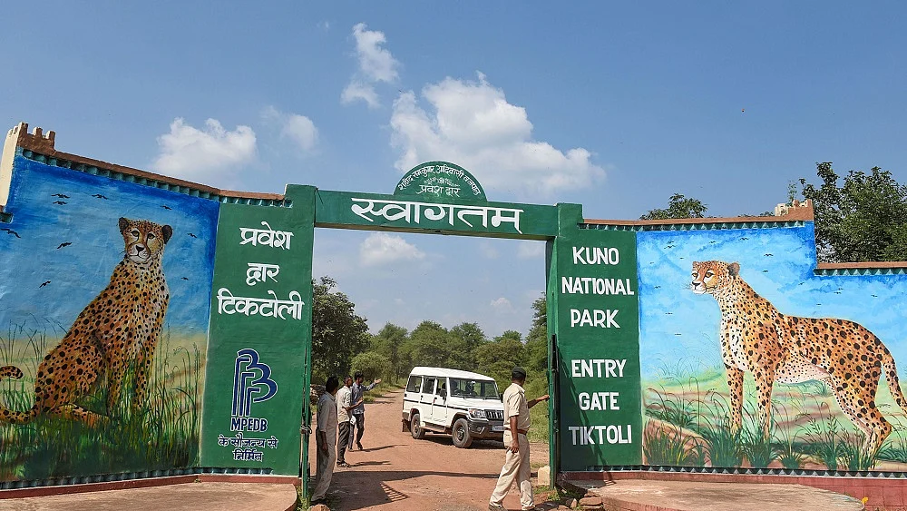 कूनो पार्क में 6 चीतों की मौत के बाद अब सरकार अफसरों-कर्मचारियों को प्रशिक्षण के लिए नामीबिया भेजेगी