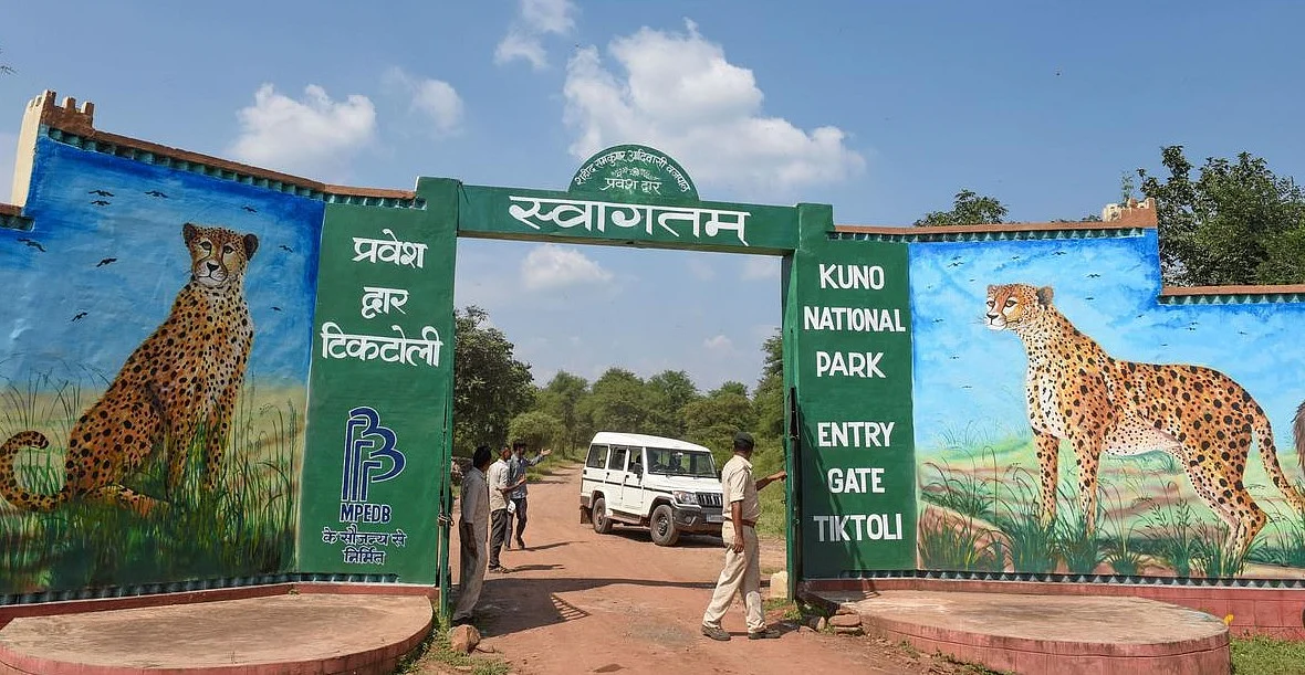 कूनो में चीतों की निरंतर मौतों से उठते सवाल: समय आ गया है कि अब सरकारी जवाबदेही तय हो