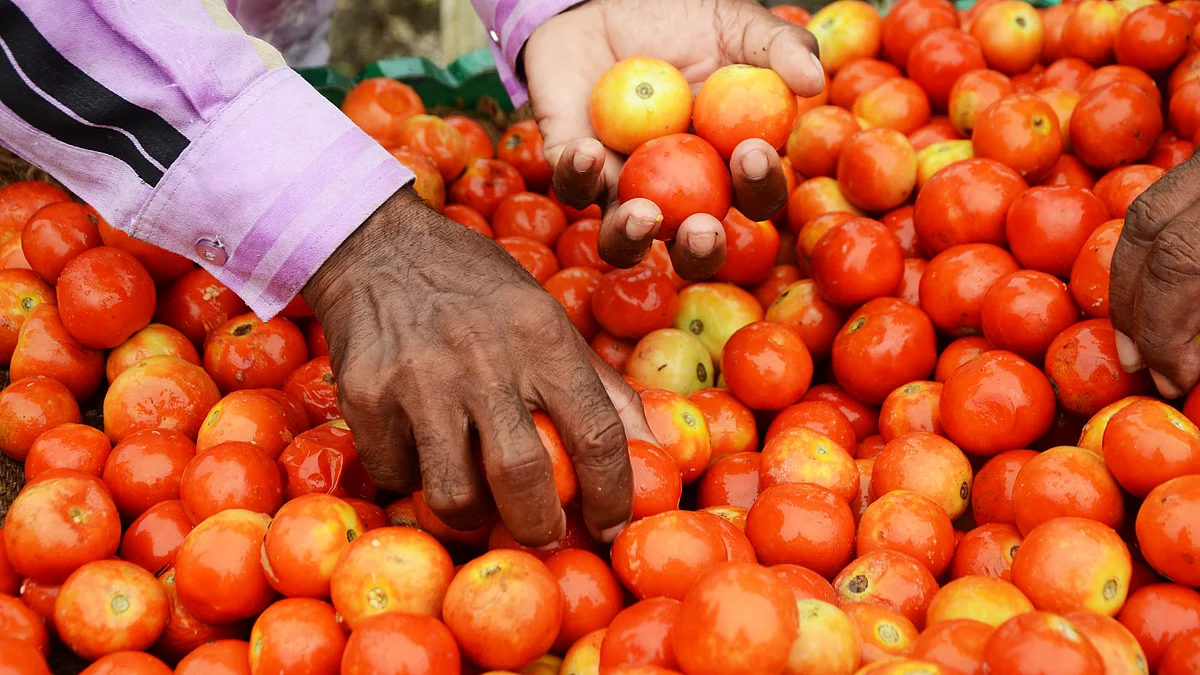 कर्नाटक में इन दिनों खेतों से टमाटर चोरी के मामले बढ़ गए हैं