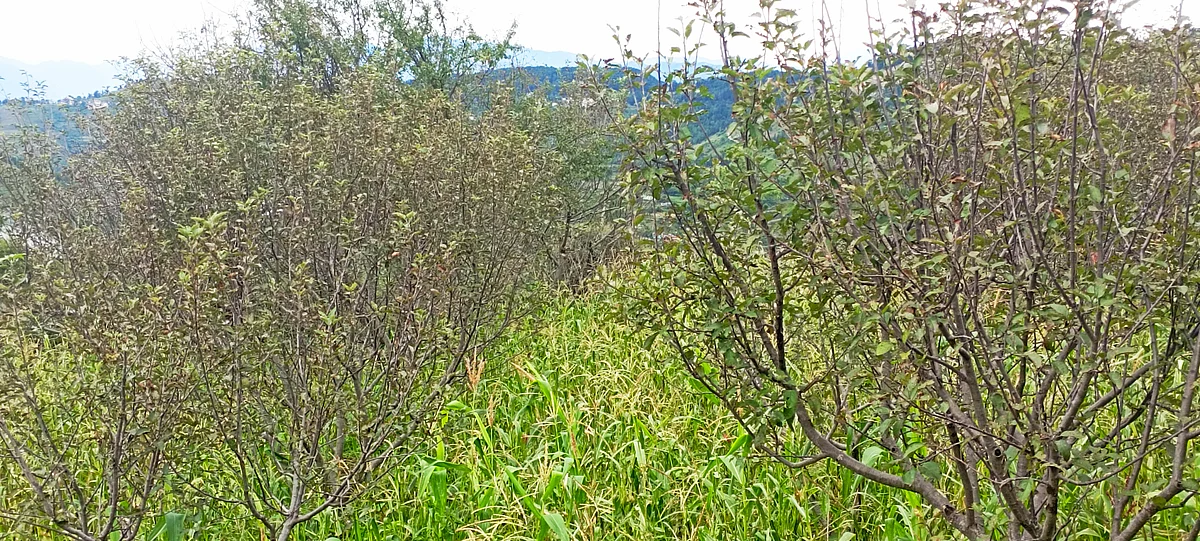 शिमला से ग्राउंड रिपोर्ट: पहले मौसम ने कहर बरपाया, जो बचा वह अडानी ने मारा!