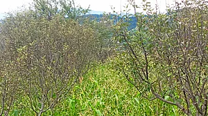 शिमला से ग्राउंड रिपोर्ट: पहले मौसम ने कहर बरपाया, जो बचा वह अडानी ने मारा!