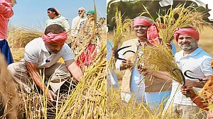 छत्तीसगढ़: सिर पर गमछा और हाथ में हंसिया लिए खेत में पहुंचे राहुल गांधी, किसानों से मिले, धान की कटाई भी की