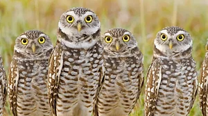 उत्तराखंड: दीपावली से पहले उल्लुओं की जान पर आफत, जानें वन विभाग को क्यों जारी करना पड़ा अलर्ट