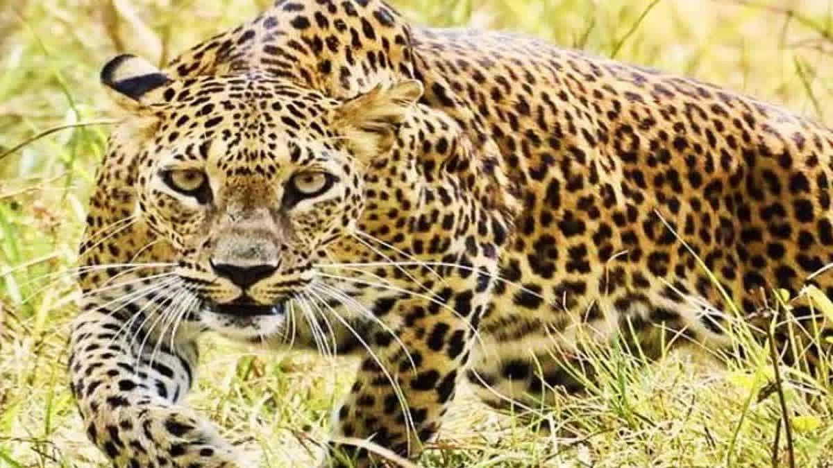 उत्तराखंड के देहरादून में बाघ और गुलदार का आतंक, 40 बंदूकधारी जवान तैनात, तलाश जारी