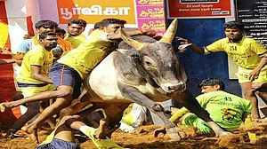 तमिलनाडु में जानलेवा बनी जल्लीकट्टू की परंपरा, सांड ने दो लोगों को कुचलकर मार डाला