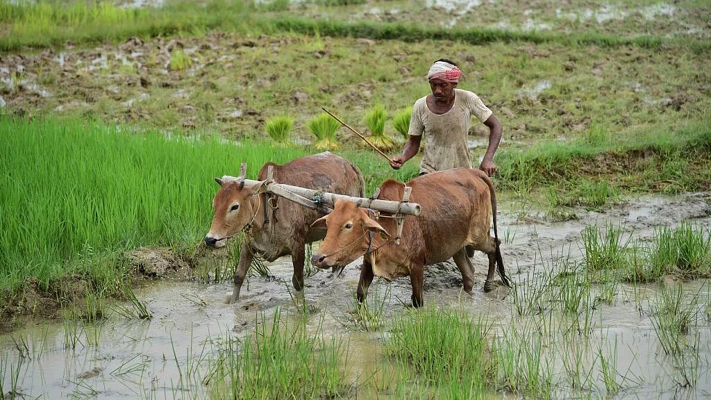 अंतरिम बजट 2024: दोगुना होना तो दूर, पहले से कम हो गई किसानों की आमदनी, कृषि क्षेत्र की वृद्धि भी निराशाजनक