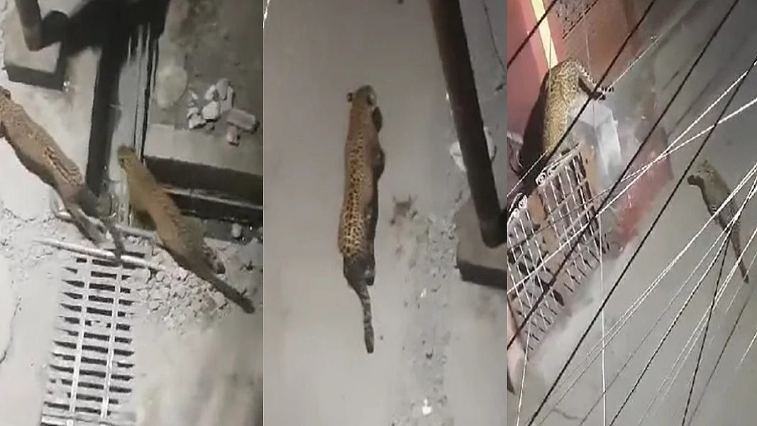 देहरादून में अब एक साथ दिखे तीन गुलदार, लोगों में दहशत का माहौल