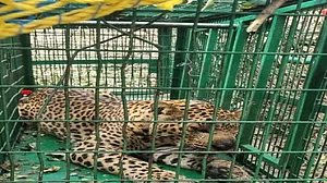 उत्तराखंड के देहरादून में पकड़ा गया आदमखोर तेंदुआ, दो बच्चों को उतार चुका था मौत के घाट