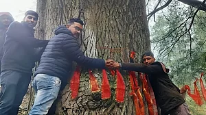 उत्तराखंड में देवदार का मामला सोशल मीडिया पर कर रहा ट्रेंड, पेड़ों के लाल निशान हो गए काले, जानें क्यों