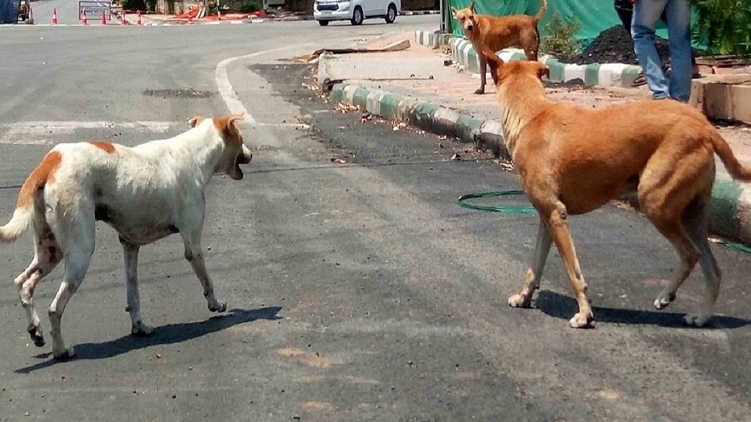 नोएडा में आवारा कुत्तों का आतंक, 7 महीने में डॉग बाइट के एक लाख से ज्यादा मामले, प्रशासन पर सवाल