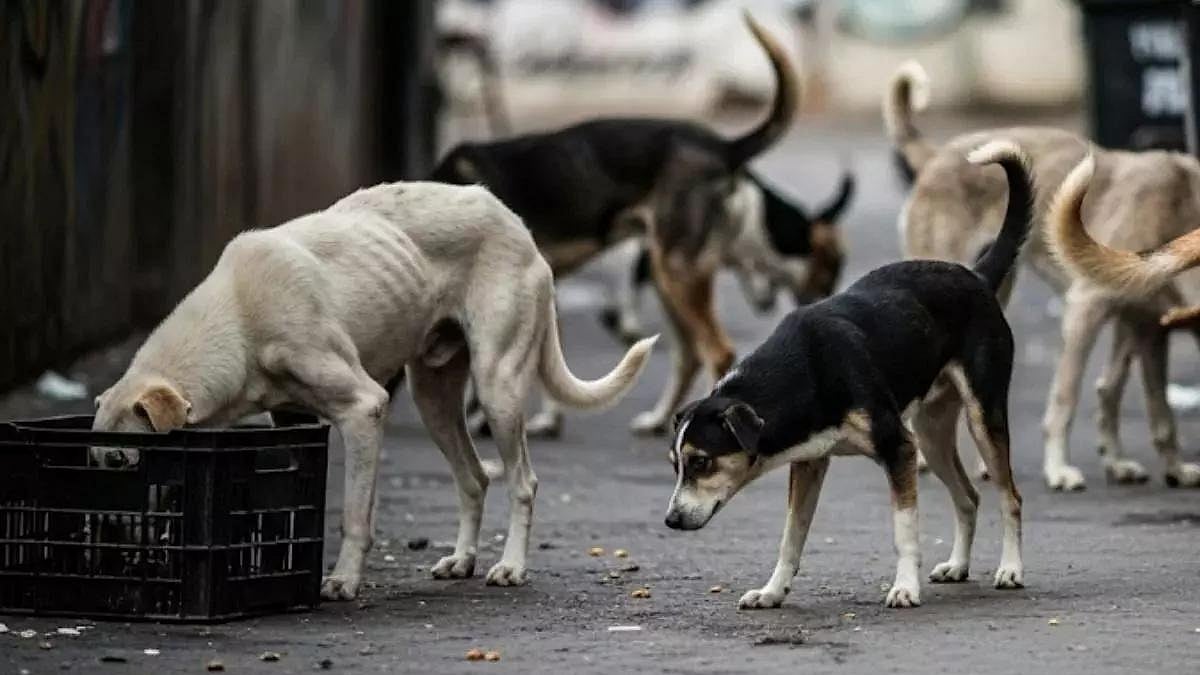 फोटो: सोशल मीडिया