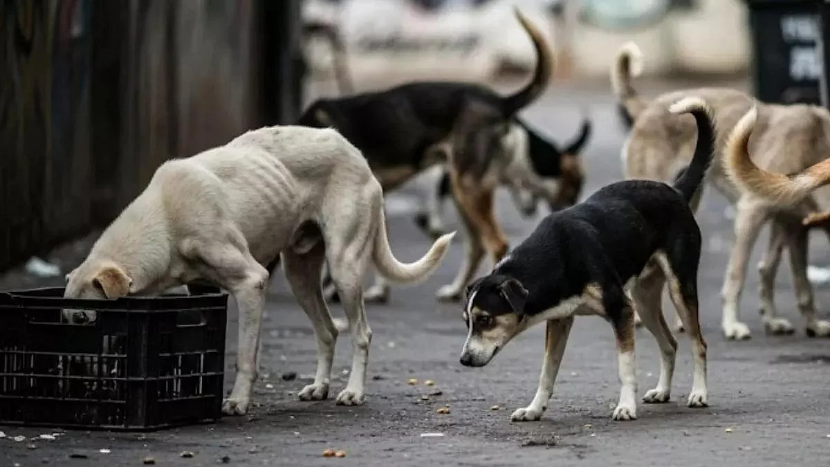 फोटो: सोशल मीडिया