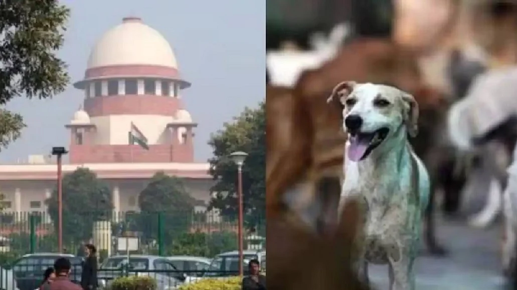 आवारा कुत्तों के मामले में सुप्रीम में फिर होगी सुनवाई, 14 अगस्त को तीन जजों की नई पीठ सुनेगी मामला