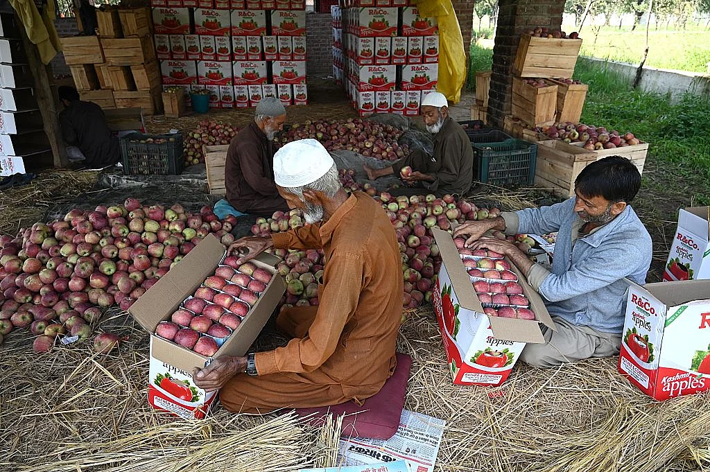 कमजोरी बन गई कश्मीर की लाइफ लाइन: लगातार हुई भारी बारिश और अचानक बाढ़ से फल उत्पादक हुए तबाह 