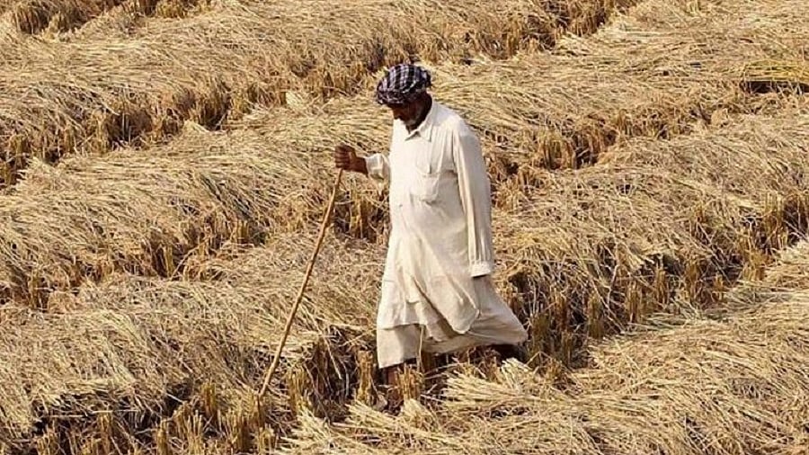 एमएसपी में नाकाफी बढ़ोतरी से किसान नाखुश, घाटा और बढ़ेगा
