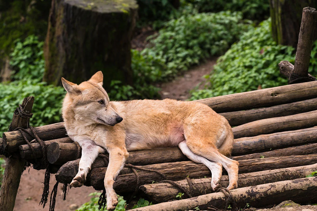 डरने की जरूरत तो है, पर भेड़िये आ क्यों रहे?