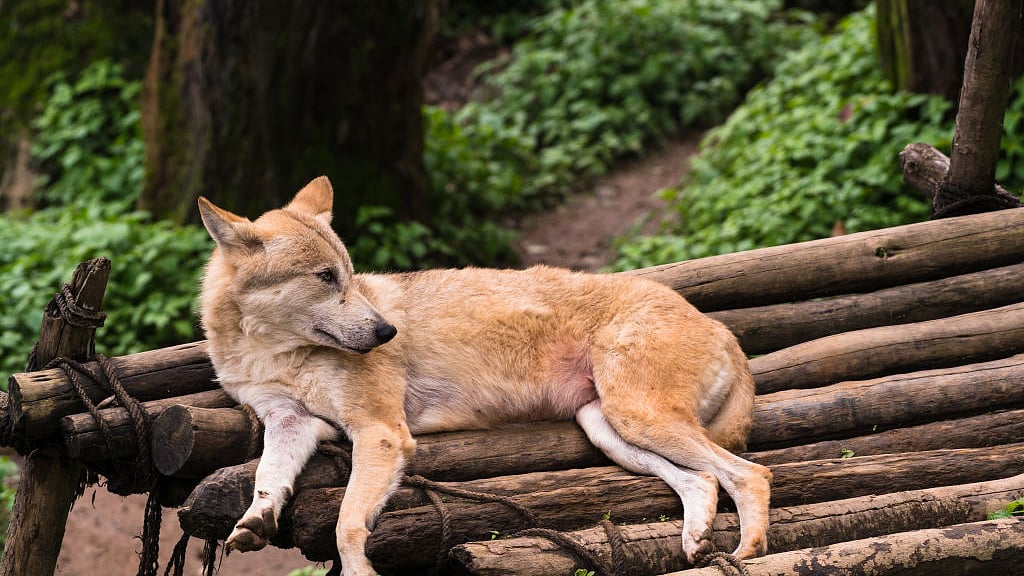 फोटो: Getty Images