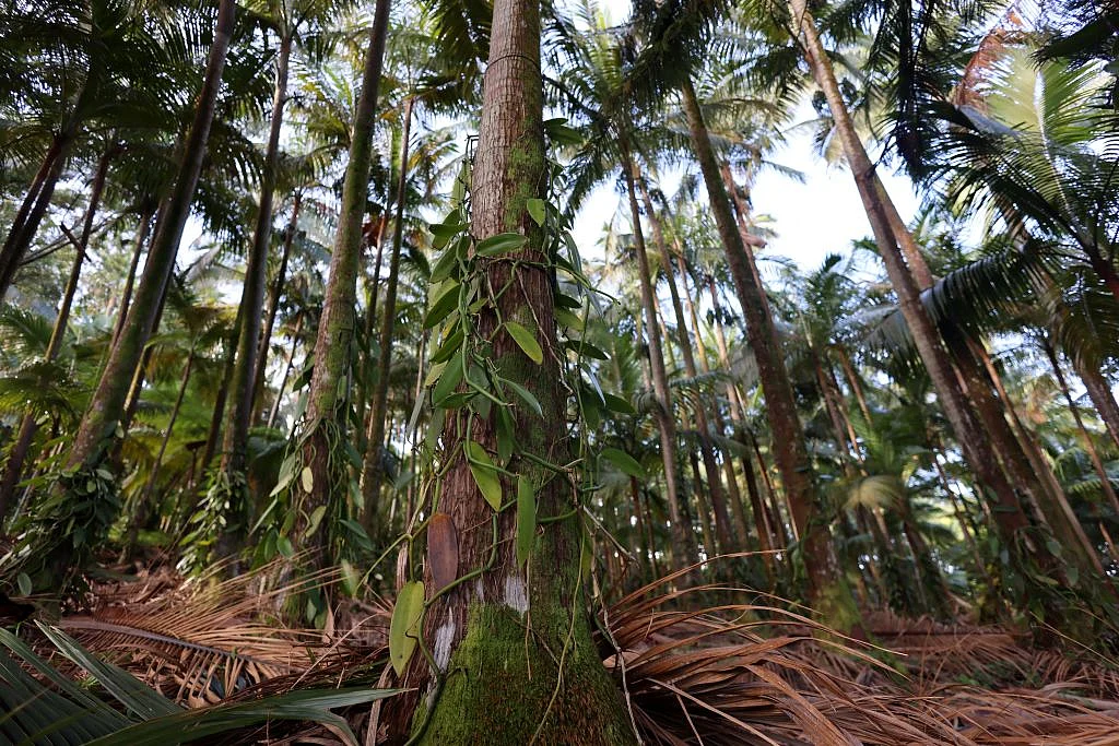 वृक्षों में वृद्धि और उन पर आधारित आजीविका के लिए लघु वन हो सकता है बेहतर उपयोग
