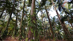 वृक्षों में वृद्धि और उन पर आधारित आजीविका के लिए लघु वन हो सकता है बेहतर उपयोग