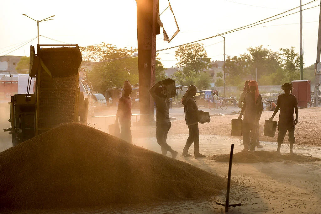 पंजाब: धान के किसान काट रहे निराशा की फसल, मंडियों में इतनी जगह नहीं उसे वहां रखा या सुखाया जाए! 