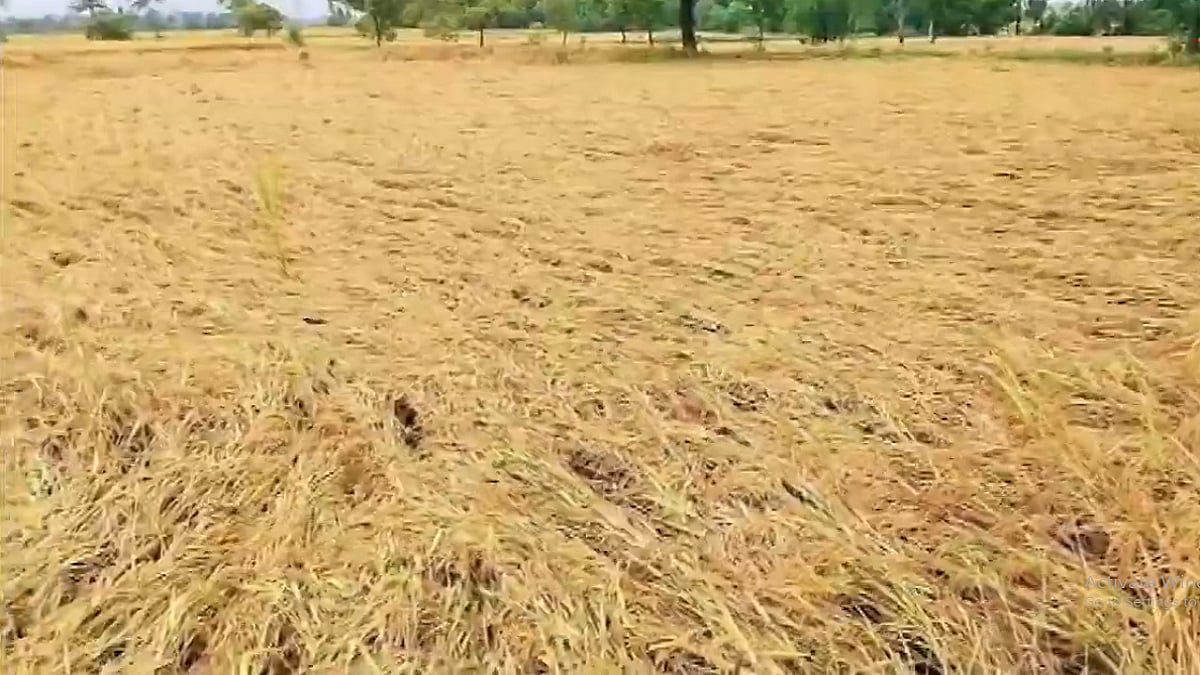 तमिलनाडु: बेमौसम बारिश से कई जिलों में किसानों की बढ़ी मुश्किलें, सैकड़ों एकड़ धान की फसल जलमग्न