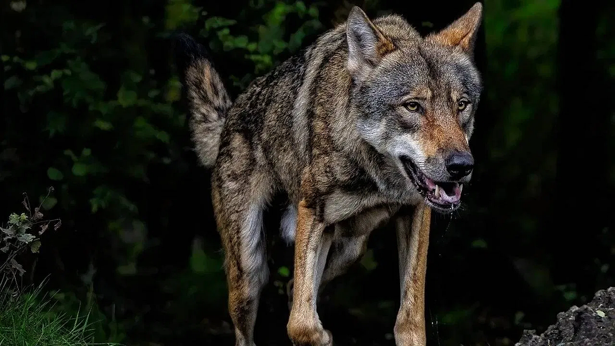 फोटो: सोशल मीडिया