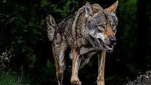 फोटो: सोशल मीडिया