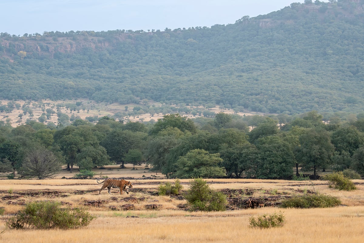 फोटो: Getty Images
