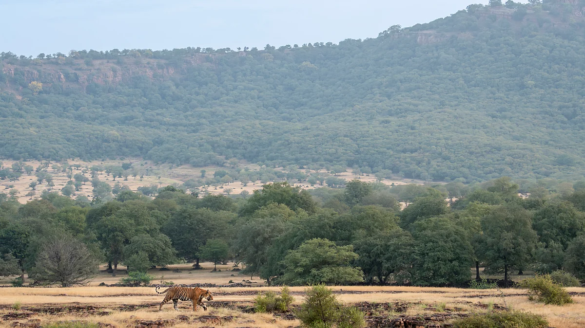 फोटो: Getty Images