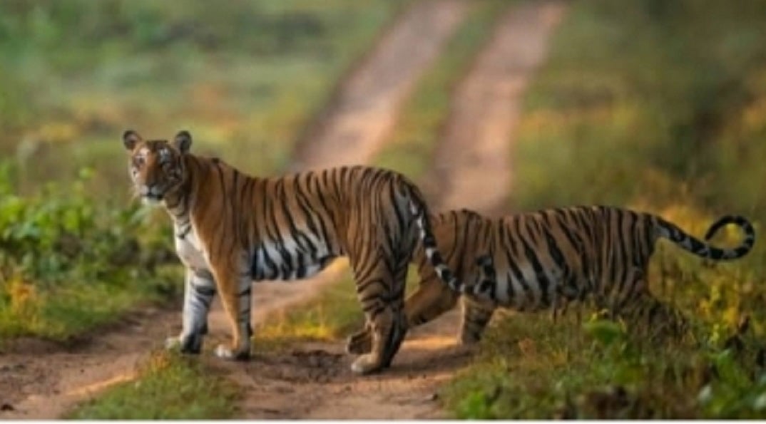 मध्य प्रदेश में बीते साल 55 बाघों की हुई मौत, सरकार का दावा- 38 की प्राकृतिक कारणों से गई जान