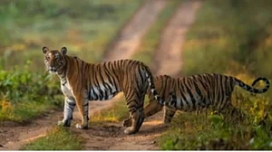 मध्य प्रदेश में बीते साल 55 बाघों की हुई मौत, सरकार का दावा- 38 की प्राकृतिक कारणों से गई जान