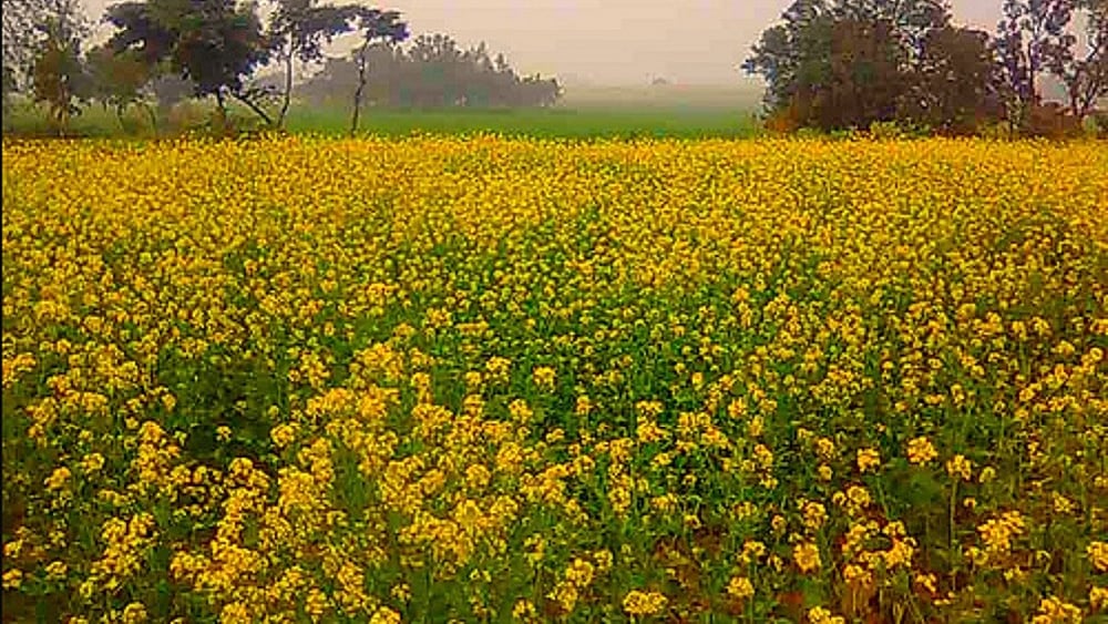 बसंत पंचमीः संक्रांति काल से तार जोड़कर देखो तो क्या-क्या नहीं दिखता